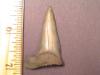 1 3/4" Mako Shark Tooth