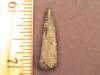 1 1/8" Enchodus Tooth