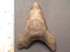 4" Angustidens Shark Tooth