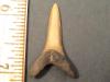 1 3/8" Goblin Shark Tooth