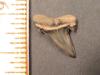 9/16" Goblin Shark Tooth