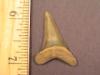 1 1/4" Goblin shark tooth