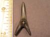 1 3/8" Goblin Shark Tooth