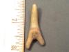 1 3/4" Goblin Shark Tooth
