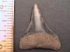 1 1/4" Great White Shark Tooth