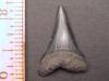 1 1/8" Great White Shark Tooth