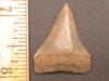 1 1/4" Great White Shark Tooth