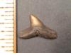 3/8" Hammerhead Tooth