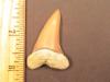 1 15/16" Mako Shark Tooth