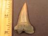 1 15/16" Mako Shark Tooth