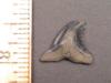 5/8" Hemipristis Shark Tooth