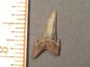 3/4" Eocene Sand Tiger Shark Tooth