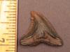 Snaggletooth shark tooth