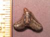 3/4" Eocene Tiger Shark Tooth
