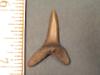 1 1/8" Striatolamia Shark Tooth