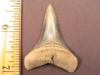 1 3/4" Mako Shark Tooth