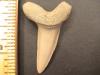 1 1/2" Mako Shark Tooth