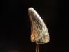 3/8" Mosasaur tooth