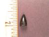 3/8" Mosasaur tooth