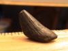 3/4" Mosasaur Tooth