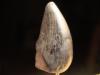 7/8" Mosasaur Tooth