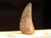 3/4" Mosasaur Tooth