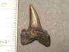 1 1/8" Eocene Mako Shark Tooth