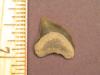 5/8" Crow Shark Tooth