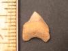 9/16" Crow Shark Tooth