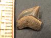 1/2" Crow Shark Tooth