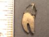3/4" Double Root Squalodon Tooth