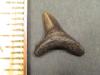 1/2" Thresher Shark Tooth