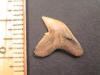 5/8" Tiger Shark Tooth