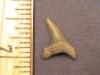 1/2" Cretaceous Thresher Tooth