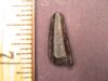 3/4" Xiphactinus Tooth