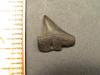 1/2" Xiphodolamia Ensis Tooth