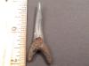 2" Eocene Sand Tiger Shark Tooth