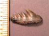 3/8" Cow Shark Tooth