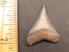 1 5/16" Great White Shark Tooth