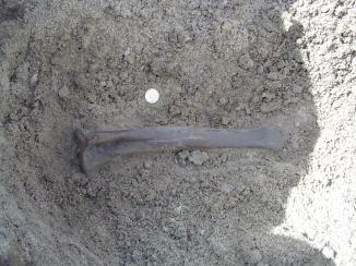horse leg bone