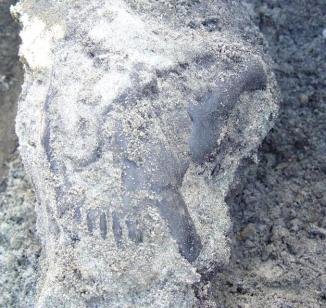 saber tooth cat skull