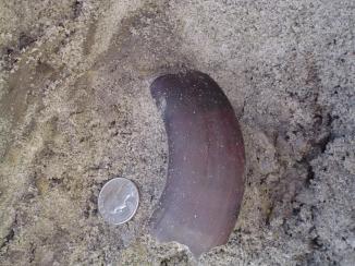 giant sloth tooth