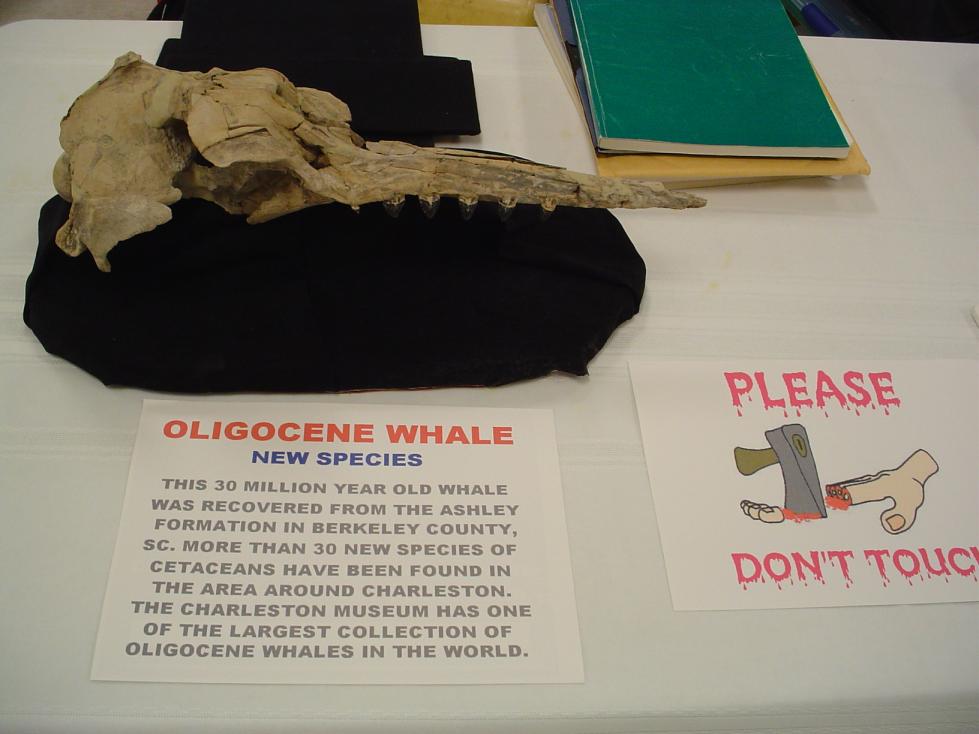 Oligocene Whale - New Species Oligocene Whale - New Species