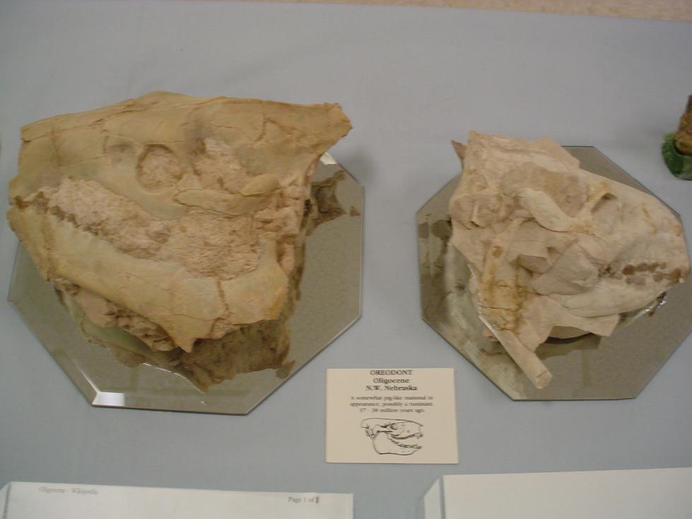 Oreodont Skulls Oreodont Skulls