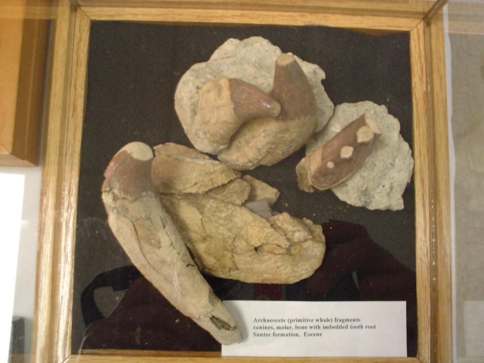 Archaeocete teeth