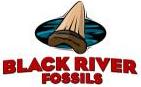 Black River Fossils