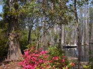 Cypress Gardens